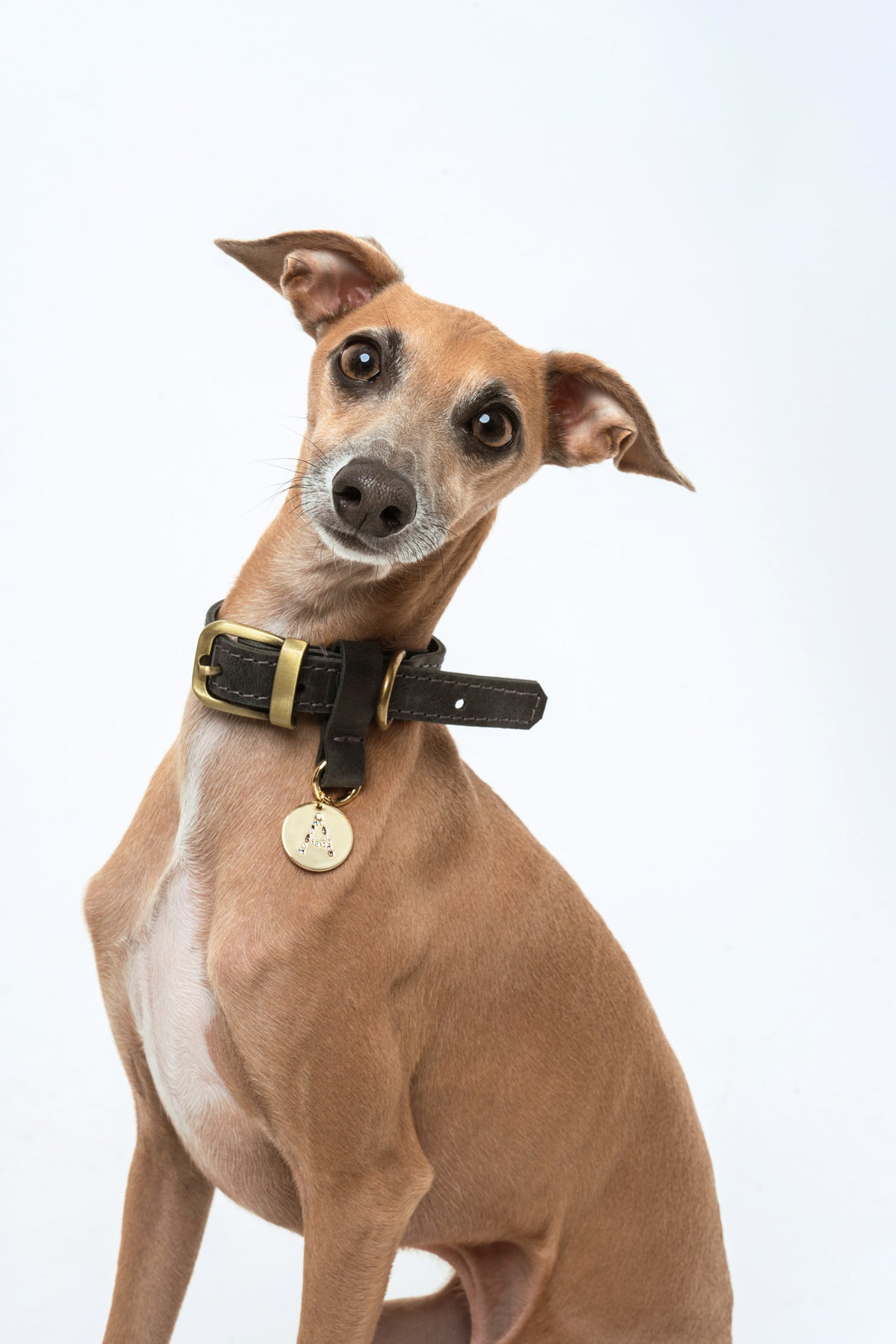 Correa para perro Gris