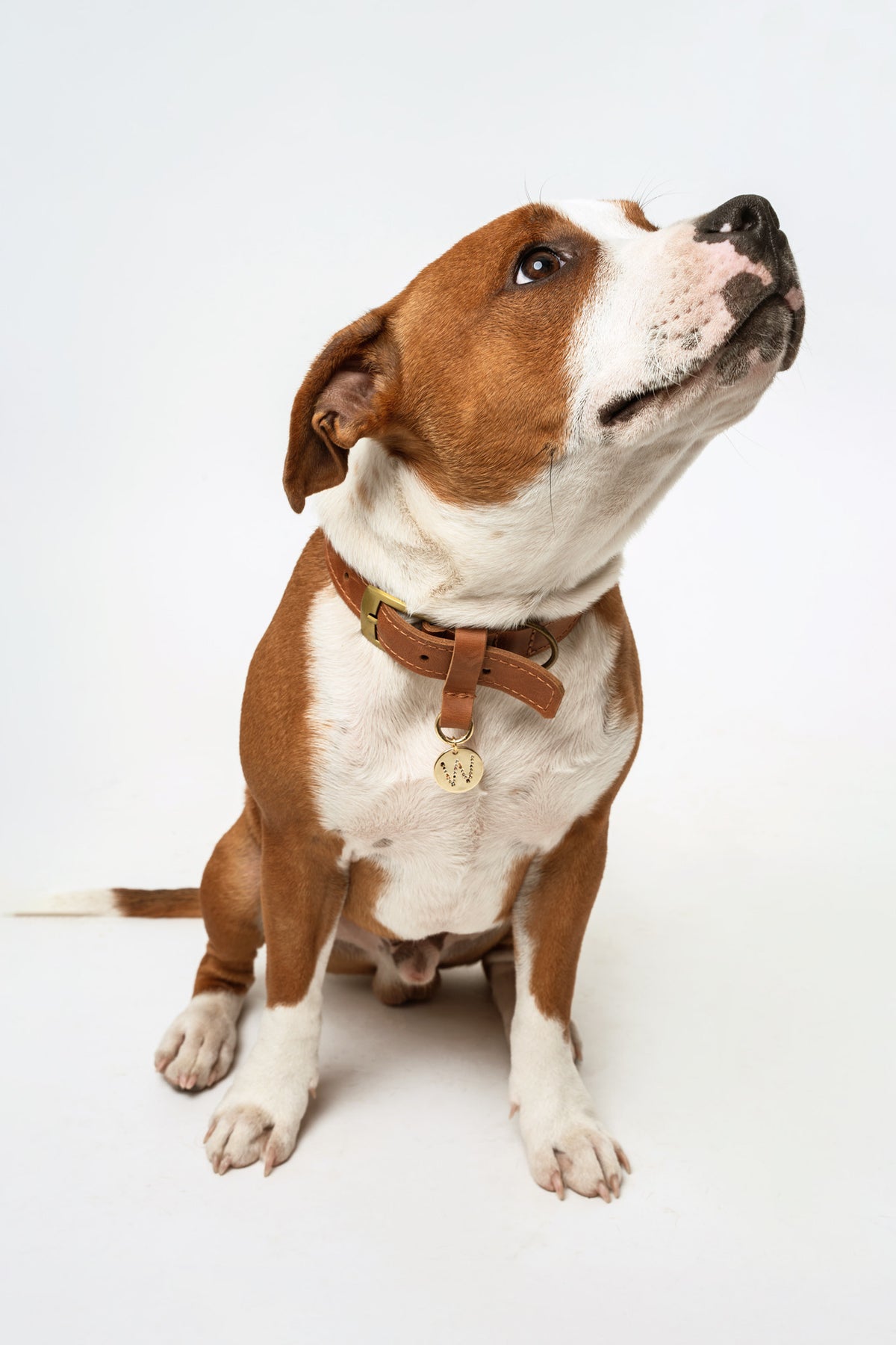 Correa para perro Cafe